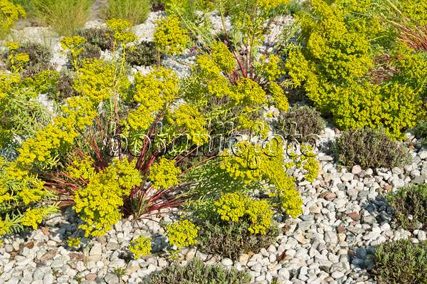 511001 - Euphorbe (Euphorbia) et lavande vrai (Lavandula angustifolia)