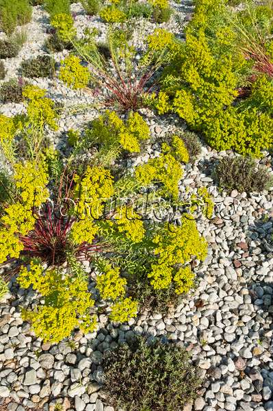 511003 - Euphorbe (Euphorbia) et lavande vrai (Lavandula angustifolia)