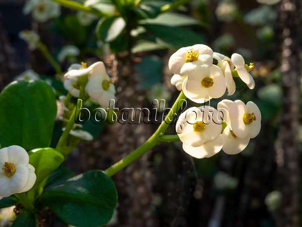 460143 - Euphorbe (Euphorbia x lomii 'Bianca')