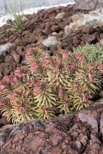 616389 - Euphorbe (Euphorbia x martinii 'Ascot Rainbow')