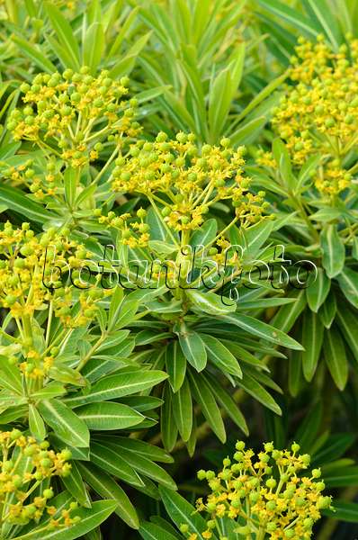 533424 - Euphorbe (Euphorbia x pasteurii)