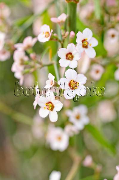 471083 - Euphorbe (Euphorbia xanti)