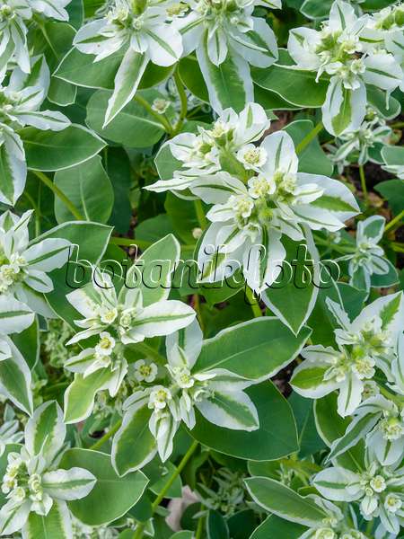 427270 - Euphorbe panachée (Euphorbia marginata)