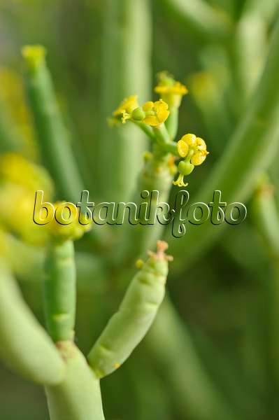 488027 - Euphorbe sans feuille (Euphorbia aphylla)