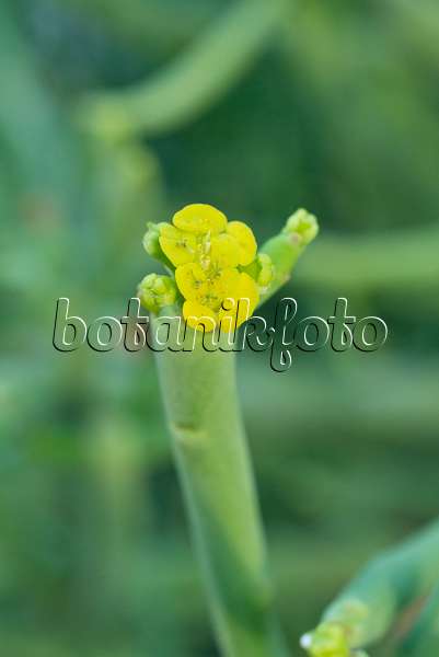 607254 - Euphorbe sans feuille (Euphorbia aphylla)