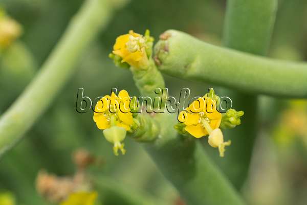 609015 - Euphorbe sans feuille (Euphorbia aphylla)