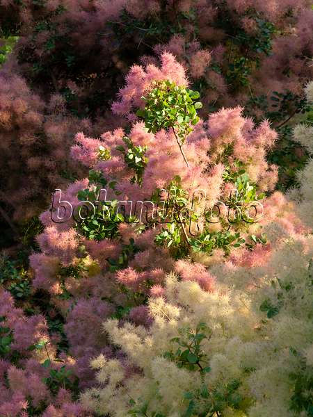 461146 - Eurasian smoke tree (Cotinus coggygria)