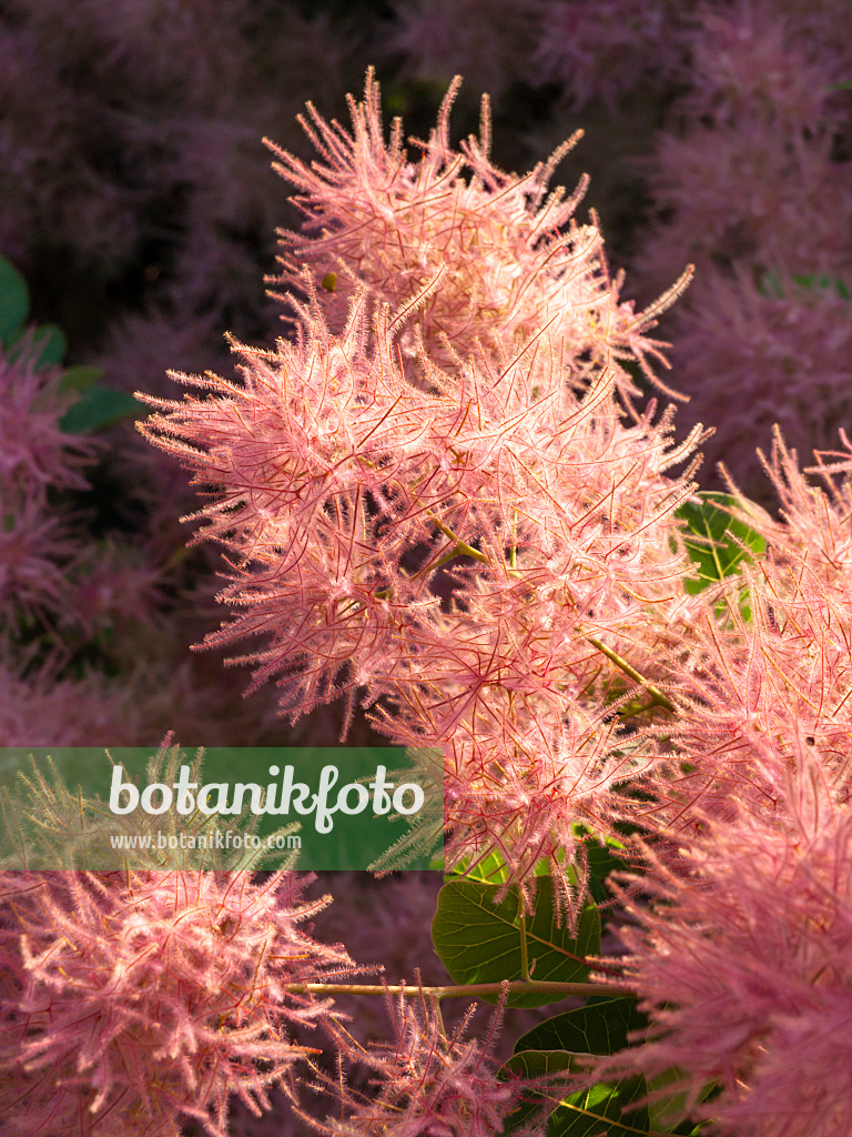 461148 - Eurasian smoke tree (Cotinus coggygria)