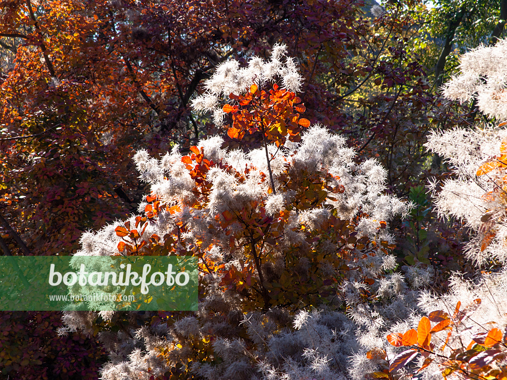 465242 - Eurasian smoke tree (Cotinus coggygria)