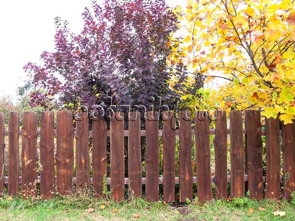 513100 - Eurasian smoke tree (Cotinus coggygria) and American tulip tree (Liriodendron tulipifera) at a wooden fence