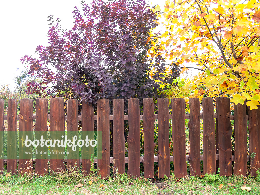 513100 - Eurasian smoke tree (Cotinus coggygria) and American tulip tree (Liriodendron tulipifera) at a wooden fence