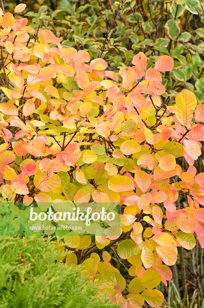 525330 - Eurasian smoke tree (Cotinus coggygria 'Golden Spirit')