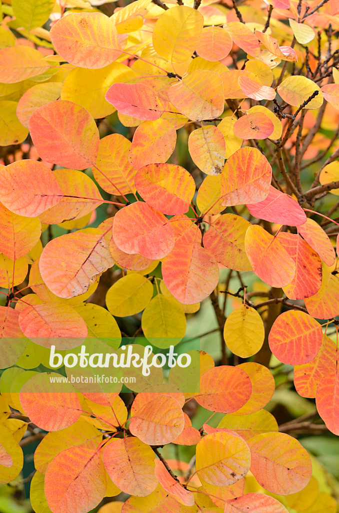 525331 - Eurasian smoke tree (Cotinus coggygria 'Golden Spirit')