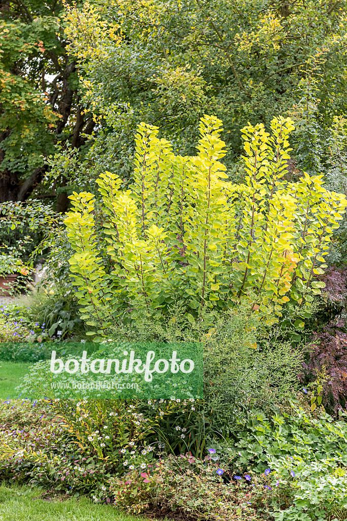 635029 - Eurasian smoke tree (Cotinus coggygria 'Golden Spirit')