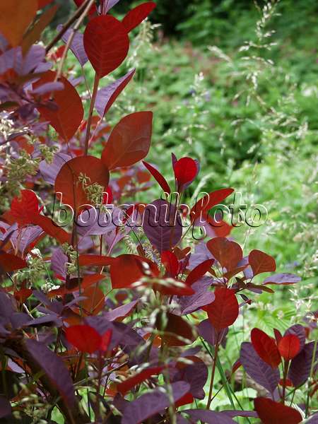 454020 - Eurasian smoke tree (Cotinus coggygria 'Royal Purple')