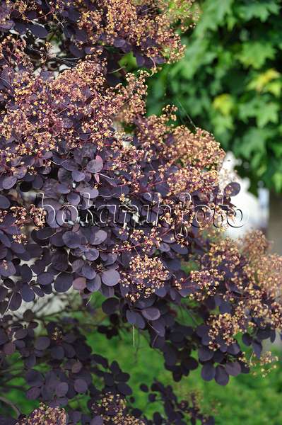 517167 - Eurasian smoke tree (Cotinus coggygria 'Royal Purple')