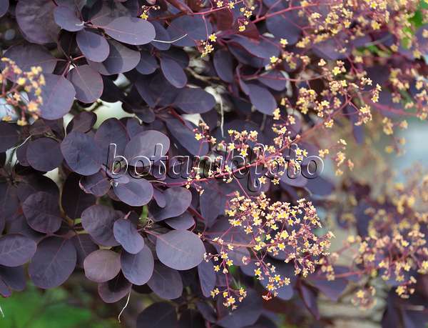 517168 - Eurasian smoke tree (Cotinus coggygria 'Royal Purple')