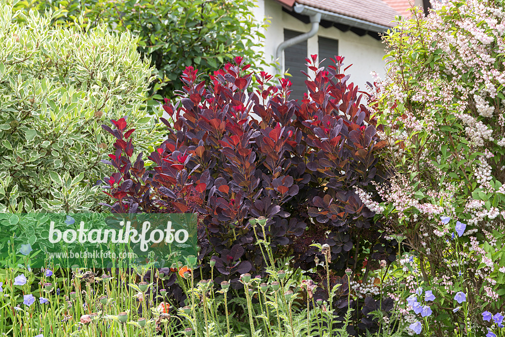 625177 - Eurasian smoke tree (Cotinus coggygria 'Royal Purple')