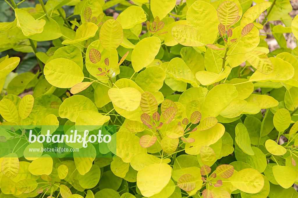 607037 - Eurasian smoke tree (Cotinus coggygria 'Winecraft Gold')