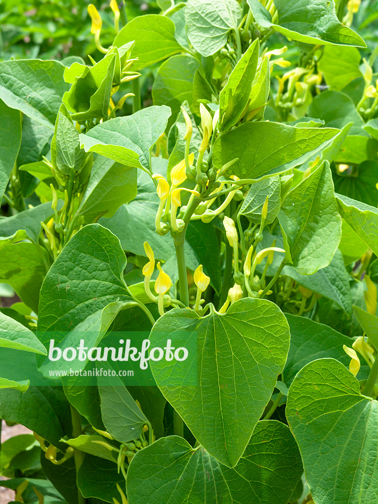 437443 - European birthwort (Aristolochia clematitis)