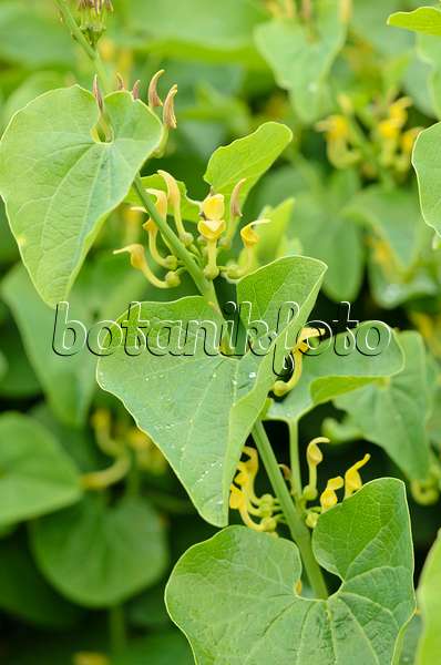 533542 - European birthwort (Aristolochia clematitis)