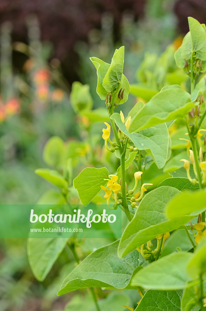 533543 - European birthwort (Aristolochia clematitis)