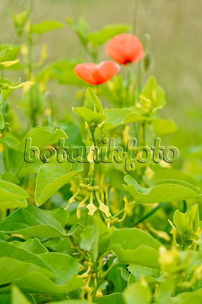 557058 - European birthwort (Aristolochia clematitis) and corn poppy (Papaver rhoeas)