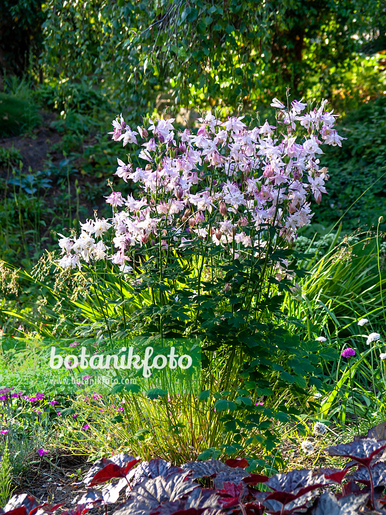 438192 - European columbine (Aquilegia vulgaris)