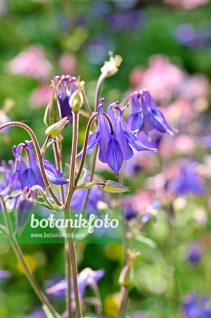 484288 - European columbine (Aquilegia vulgaris)