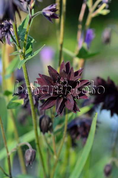 496270 - European columbine (Aquilegia vulgaris 'Black Barlow')