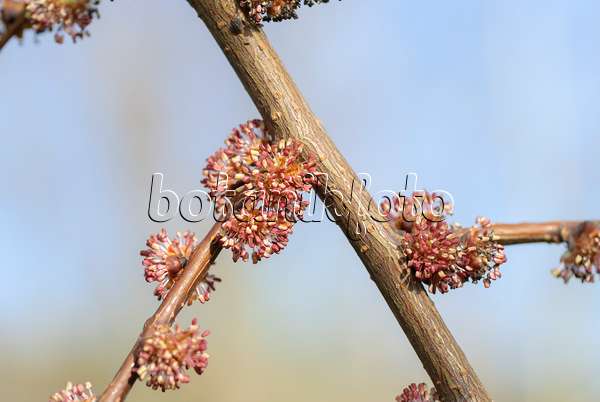 558254 - European field elm (Ulmus minor syn. Ulmus carpinifolia)