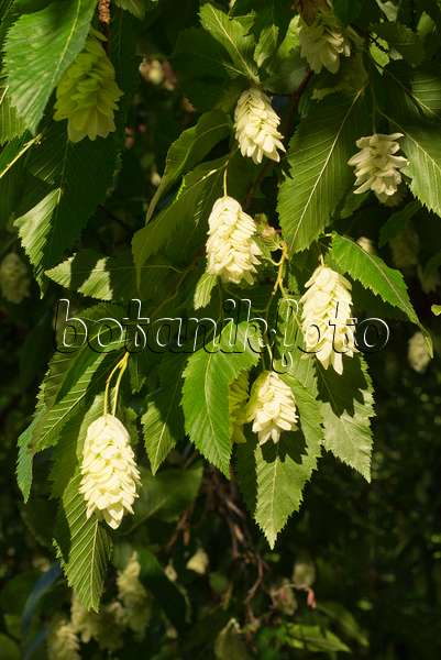 558324 - European hop hornbeam (Ostrya carpinifolia)