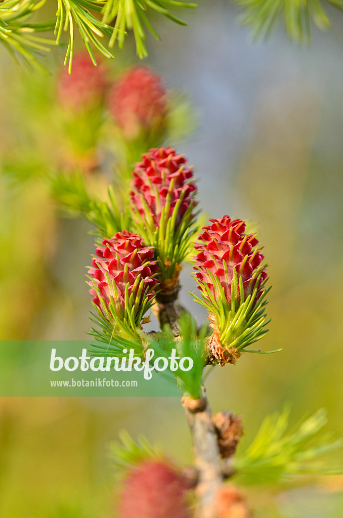 531027 - European larch (Larix decidua)