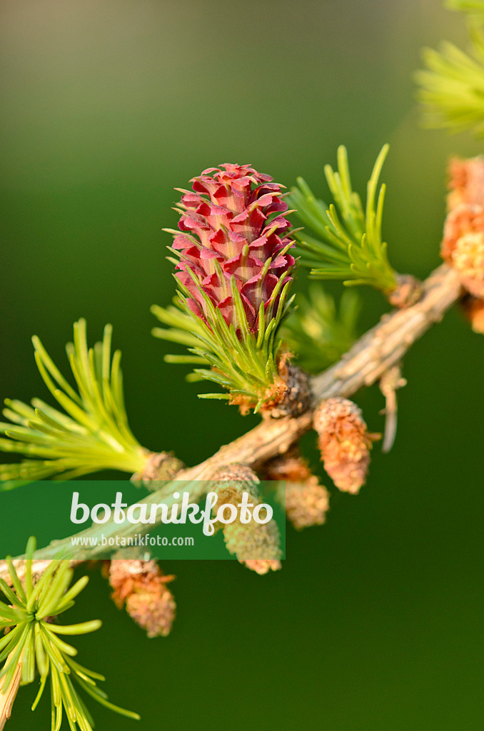 531026 - European larch (Larix decidua) with female and male flowers