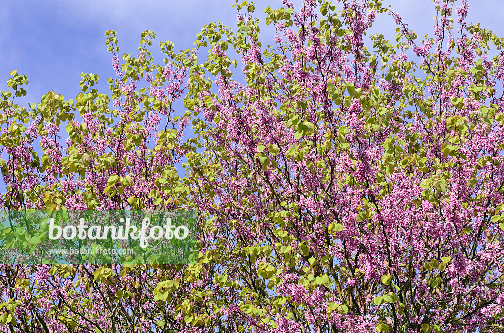 508088 - European redbud (Cercis siliquastrum)