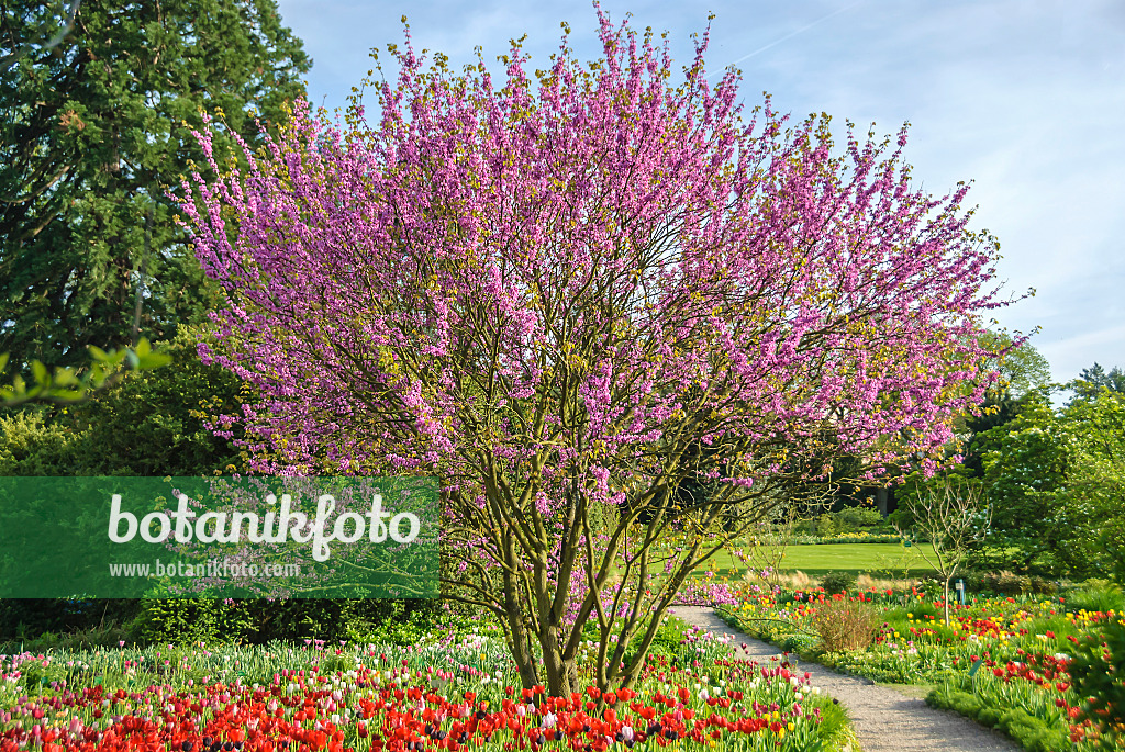 558074 - European redbud (Cercis siliquastrum) and tulips (Tulipa)