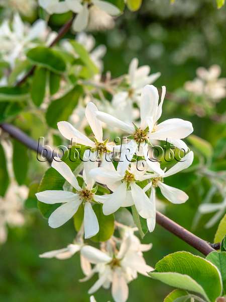 448037 - European service berry (Amelanchier ovalis syn. Amelanchier rotundifolia)