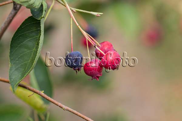 638030 - European service berry (Amelanchier ovalis syn. Amelanchier rotundifolia)