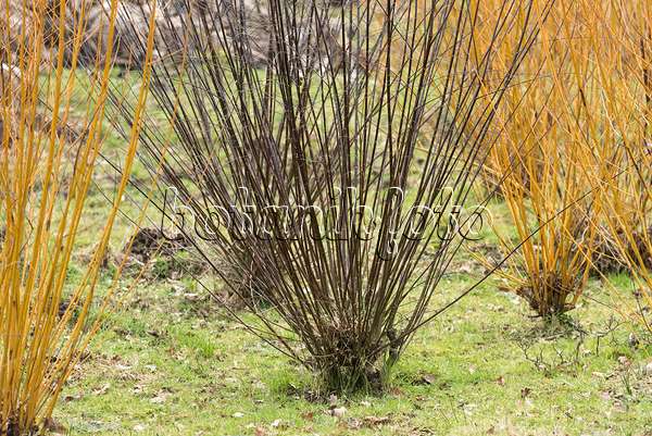 638329 - European violet willow (Salix daphnoides)