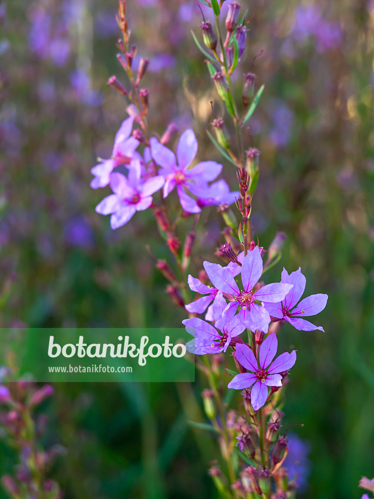 428225 - European wand loosestrife (Lythrum virgatum)