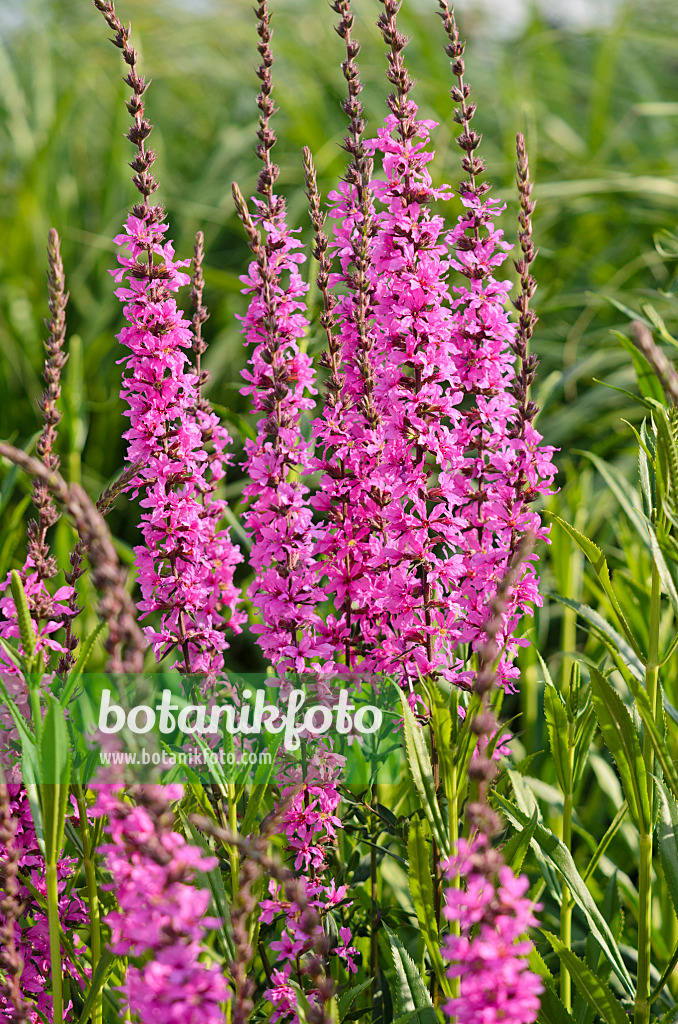 570110 - European wand loosestrife (Lythrum virgatum 'Rose Queen')