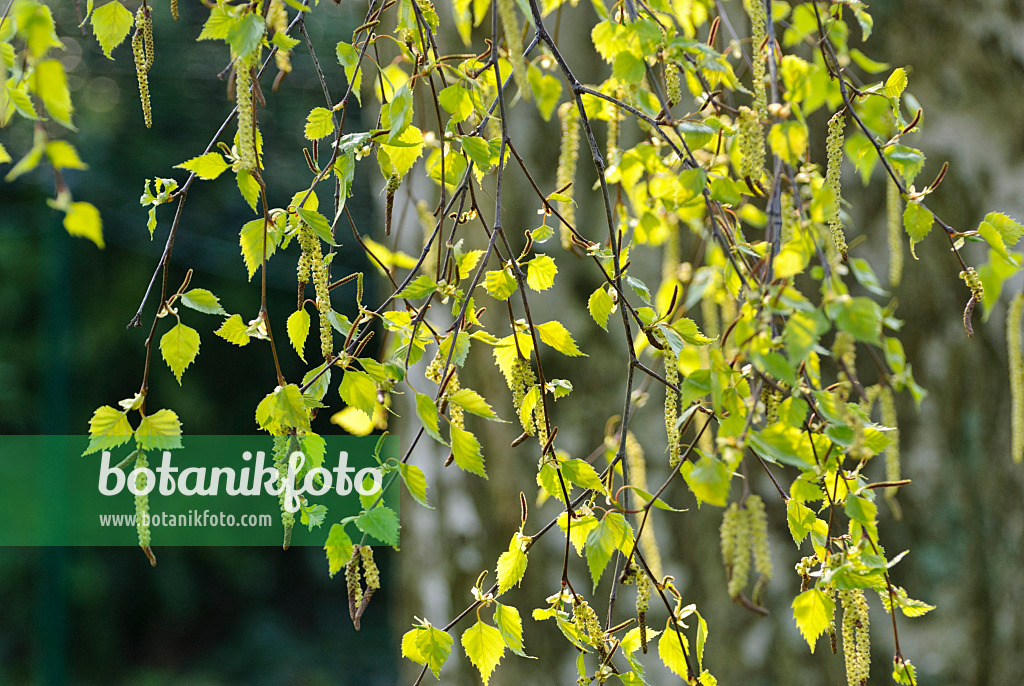 479069 - European white birch (Betula pendula)