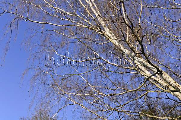 492028 - European white birch (Betula pendula)