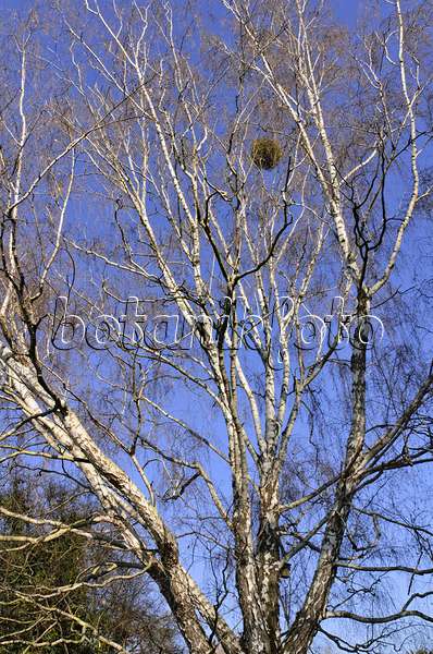 492029 - European white birch (Betula pendula)