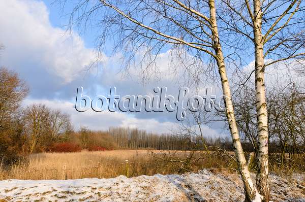505016 - European white birch (Betula pendula) at a frozen lake, Karower Seen Nature Reserve, Berlin, Germany