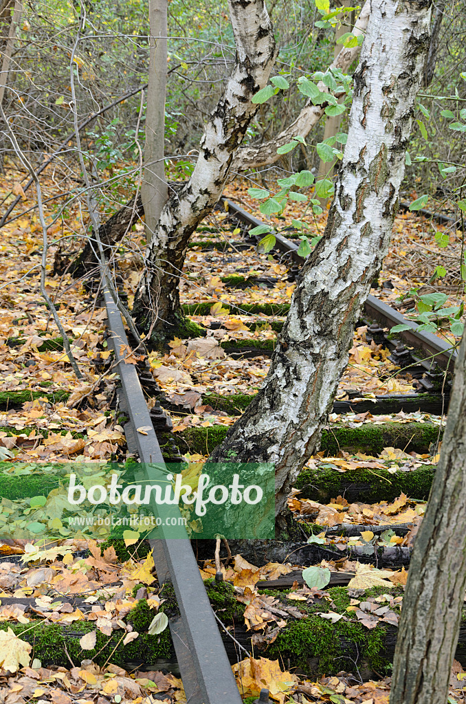 526011 - European white birch (Betula pendula) between tracks on an abandoned railway station, Schöneberger Südgelände Nature Reserve, Berlin, Germany