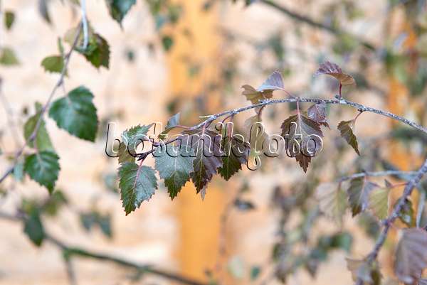 616171 - European white birch (Betula pendula 'Purpurea')