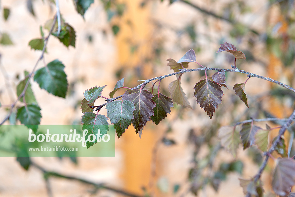 616171 - European white birch (Betula pendula 'Purpurea')