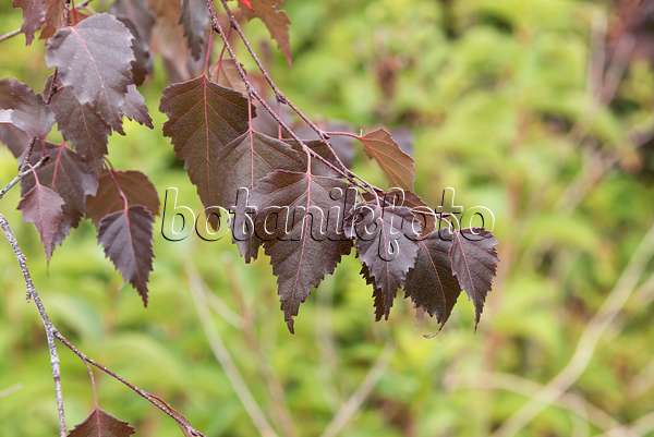 635017 - European white birch (Betula pendula 'Purpurea')