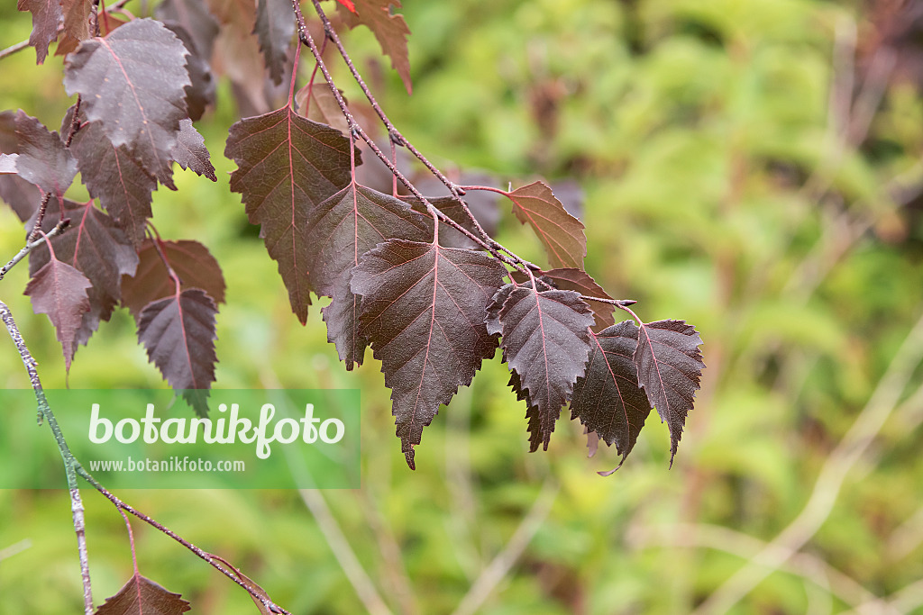 635017 - European white birch (Betula pendula 'Purpurea')